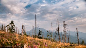 Paisaje del bosque muerto en la cuesta de montañas fotos de archivo Paisaje del bosque muerto en la cuesta de montañas fotos de archivo