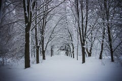 Paisaje del invierno Parque, árboles forestales en la nieve fotografía de archivo libre de regalías Paisaje del invierno Parque, árboles forestales en la nieve fotografía de archivo libre de regalías