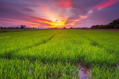 Paisaje del panorama del campo del arroz y de la puesta del sol hermosa del cielo imagen de archivo libre de regalías Paisaje del panorama del campo del arroz y de la puesta del sol hermosa del cielo imagen de archivo libre de regalías