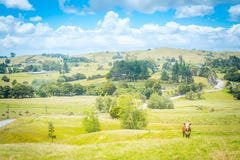 Paisaje del país de Idillic con una vaca roja que mira derecho en cámara de un pasto verde enorme de la hierba imágenes de archivo libres de regalías Paisaje del país de Idillic con una vaca roja que mira derecho en cámara de un pasto verde enorme de la hierba imágenes de archivo libres de regalías