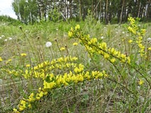 Paisaje del verano: tinctoria amarillo floreciente del Genista del mitad-arbusto fotografía de archivo libre de regalías Paisaje del verano: tinctoria amarillo floreciente del Genista del mitad-arbusto fotografía de archivo libre de regalías