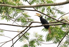 Palawan hornbill Stock Foto Palawan hornbill Stock Foto