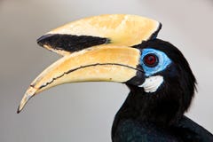 Palawan Hornbill Bird In Close Up Stock Images