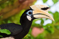 Palawan Hornbill Bird In Close Up Royalty Free Stock Image