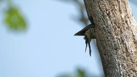 Pale billed woodpecker