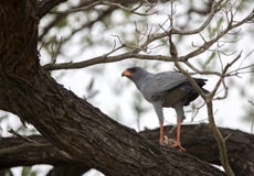 Pale Chanting Goshawk que alimenta em um pássaro pequeno foto de stock Pale Chanting Goshawk que alimenta em um pássaro pequeno foto de stock