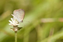 Pale grass blue butterfly Stock Photos Pale grass blue butterfly Stock Photos