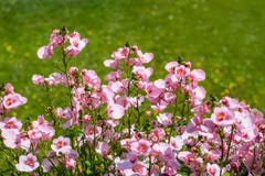 Pale pink nemesia in the garden Stock Image Pale pink nemesia in the garden Stock Image