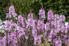Pale pink Sidalcea Elsie Heugh flowers in summer