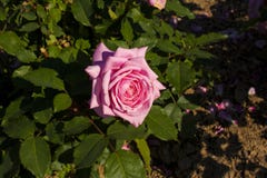 Pale Pink Single Rose contre Rich Green Leaves photo stock Pale Pink Single Rose contre Rich Green Leaves photo stock