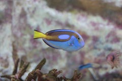 palet surgeonfish, blauw zweempje stock afbeeldingen palet surgeonfish, blauw zweempje stock afbeeldingen