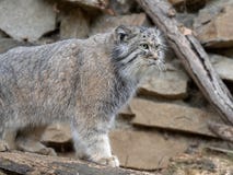 Pallas` cat, Otocolobus manul, one of the most beautiful cats