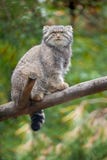 The Pallas`s cat Otocolobus manul, also called manul, is a small wild cat with a broad but fragmented distribution in the