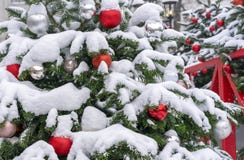 Palle rosse e bianche su un albero di Natale innevato Decorazioni nuovo anno, Natale fotografie stock Palle rosse e bianche su un albero di Natale innevato Decorazioni nuovo anno, Natale fotografie stock