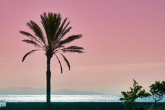 Palm Babassu Sunset Sky Background Royalty Free Stock Photography Palm Babassu Sunset Sky Background Royalty Free Stock Photography