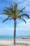 Palm in Capitol of Majorca royalty free stock photo Palm in Capitol of Majorca royalty free stock photo