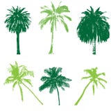 Palm Collection For Your Design Stock Photography