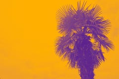 palm in a duotone red-blue gradient. Summer background. Gradient color. Filter effect stock images palm in a duotone red-blue gradient. Summer background. Gradient color. Filter effect stock images