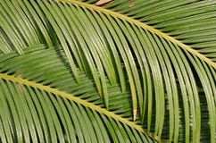 Palm Leaf Stock Photography