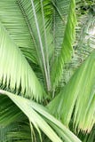 Palm Leaves Royalty Free Stock Photography