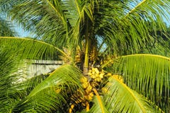 Palm met kokosnoten Stock Foto Palm met kokosnoten Stock Foto