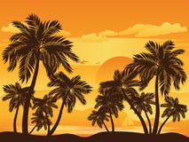 Palm Tree At Sunset Royalty Free Stock Photos