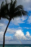 Palm Tree in a beach with blue sky and a rainbow royalty free stock images Palm Tree in a beach with blue sky and a rainbow royalty free stock images
