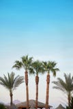 Palm tree in the blue sky stock photo Palm tree in the blue sky stock photo