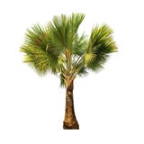 Palm tree isolated on white background with Clipping Path Stock Photo Palm tree isolated on white background with Clipping Path Stock Photo