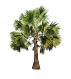 Palm tree isolated on white background with Clipping Path Royalty Free Stock Images Palm tree isolated on white background with Clipping Path Royalty Free Stock Images