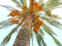 Palm tree with yellow dates on the sky background royalty free stock photo Palm tree with yellow dates on the sky background royalty free stock photo
