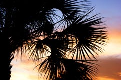 Palm Tree Silhouette With Sunset Stock Photo Palm Tree Silhouette With Sunset Stock Photo