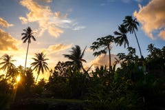 Palm tree at sunset in Moorea island Stock Photography Palm tree at sunset in Moorea island Stock Photography