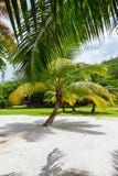 Palm tree on a tropical white sand seychelles. See my other works in portfolio Royalty Free Stock Photography Palm tree on a tropical white sand seychelles. See my other works in portfolio Royalty Free Stock Photography