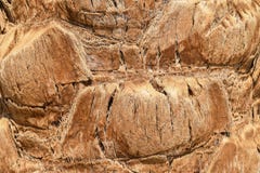 Palm tree trunk texture on the beach close up pattern royalty free stock photos Palm tree trunk texture on the beach close up pattern royalty free stock photos