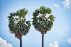 palm tree two on blue sky and cloud royalty free stock photography palm tree two on blue sky and cloud royalty free stock photography