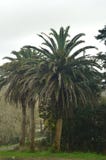 Palm Tree In The Vicinity Of Butron Castle, Castle Built In The Middle Ages. Architecture History Travel. Stock Photography Palm Tree In The Vicinity Of Butron Castle, Castle Built In The Middle Ages. Architecture History Travel. Stock Photography