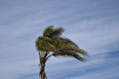 Palm tree waving in the wind against a blue sky Royalty Free Stock Images Palm tree waving in the wind against a blue sky Royalty Free Stock Images