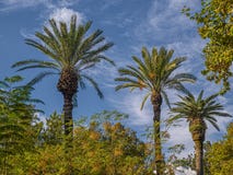Palm trees as three verticals in composition, Green exotic garden.