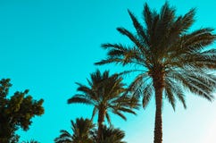 Palm trees on background of blue sky royalty free stock photography Palm trees on background of blue sky royalty free stock photography