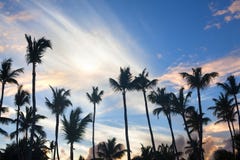 Palm trees on blue sky background, palm branches on sky background, silhouettes of palm trees, crowns palms trees stock photo Palm trees on blue sky background, palm branches on sky background, silhouettes of palm trees, crowns palms trees stock photo