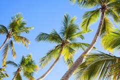 Palm trees on blue sky background, palm branches on sky background, silhouettes of palm trees, crowns palms trees royalty free stock image Palm trees on blue sky background, palm branches on sky background, silhouettes of palm trees, crowns palms trees royalty free stock image