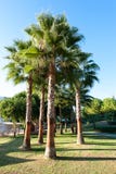 Palm trees in formal garden of summer park. Turkey Royalty Free Stock Photo Palm trees in formal garden of summer park. Turkey Royalty Free Stock Photo