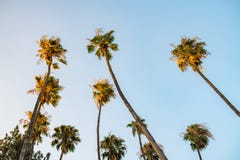 Palm Trees In Los Angeles. Stock Photography