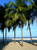 Palm Trees On The Copacabana Beach Stock Image