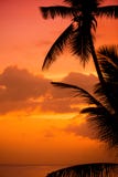 Palm Trees Silhouette At Sunset Tropical Beach. Orange Sunset. Stock Photos