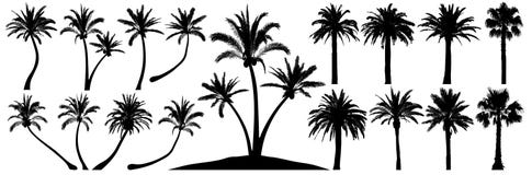 Palm trees silhouette. Coconut tree date palm. Vector set tropical trees