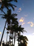 Palm trees at sunset stock images Palm trees at sunset stock images