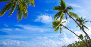 Palm trees on tropical beach. Stock Image Palm trees on tropical beach. Stock Image