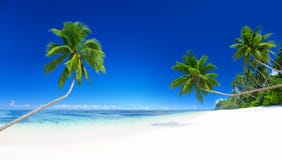 Palm Trees Tropical Beach Summer Vacation Concept Royalty Free Stock Images Palm Trees Tropical Beach Summer Vacation Concept Royalty Free Stock Images